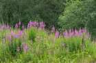 Norway, Svalbard. Close-up of pink fireweed flowers. Art Print
